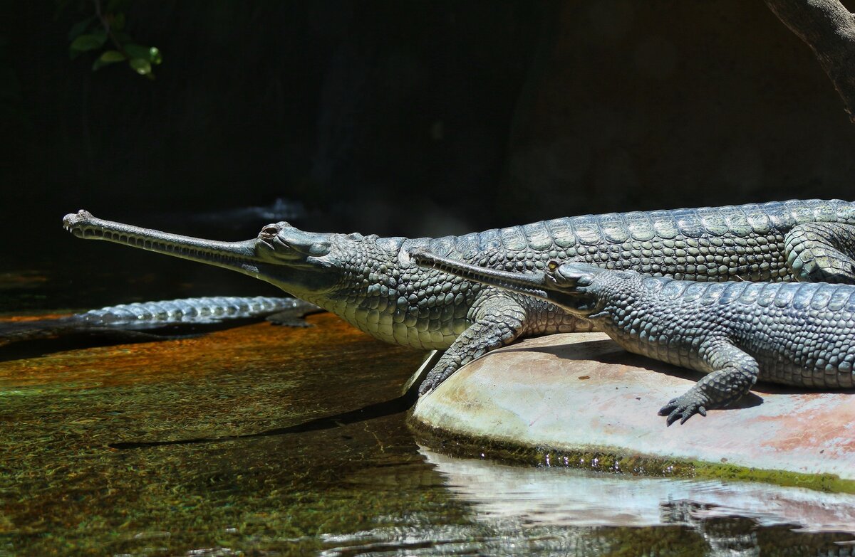 Крокодил Гавиал