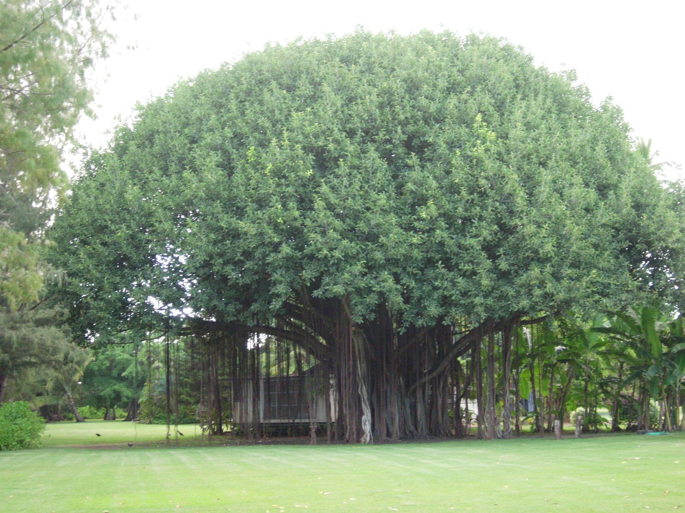 Исполинское дерево